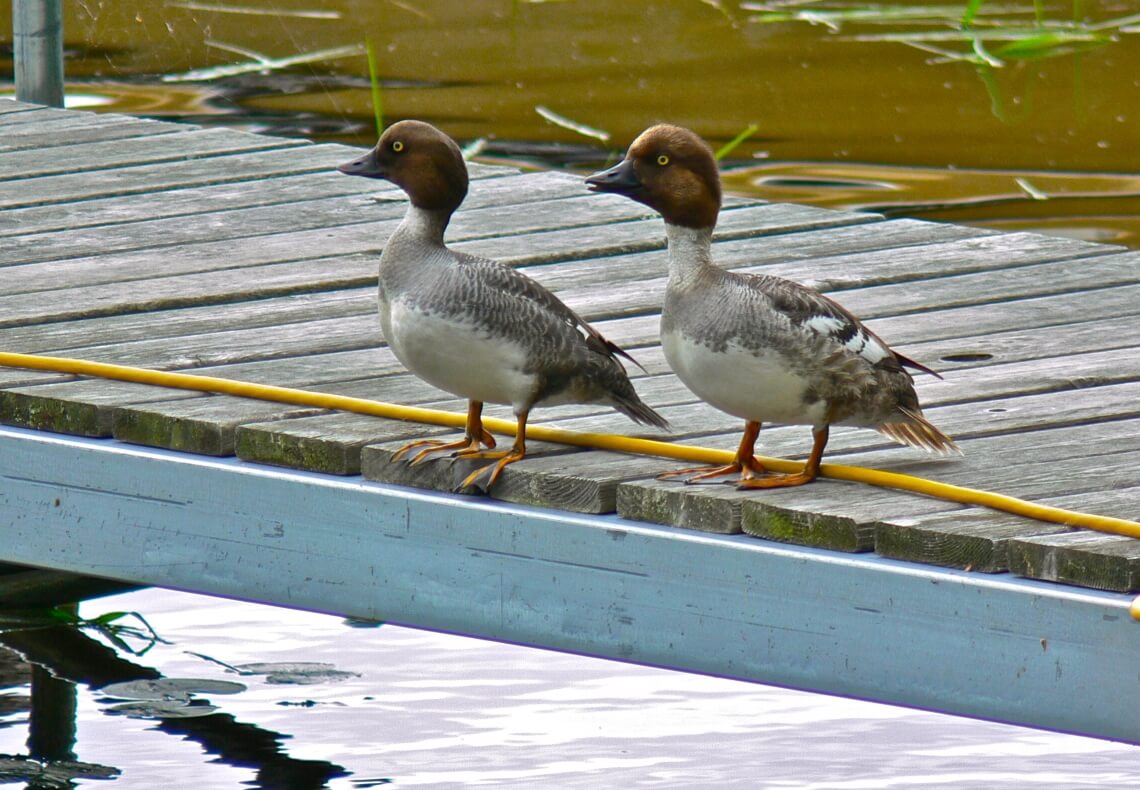 Two ducks on the dock at Cut Foot Sioux Resort.