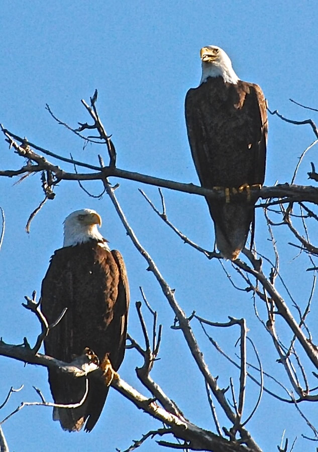 A pair of bald eagles sitting in a tree.