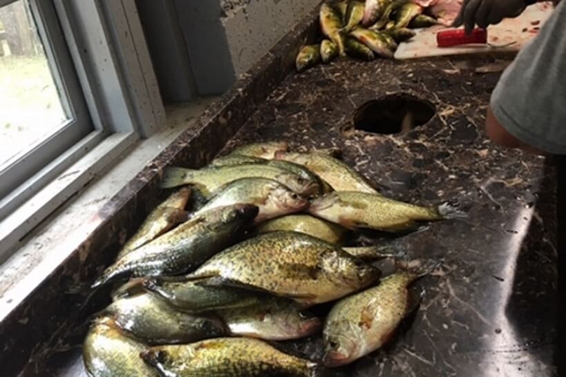 fish cleaning station with crappies at Cut Foot Sioux Resort