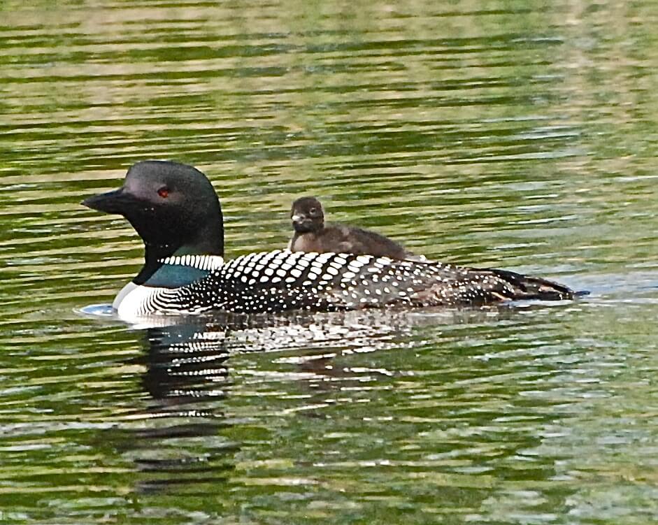 A loon on the lake with baby on its back.